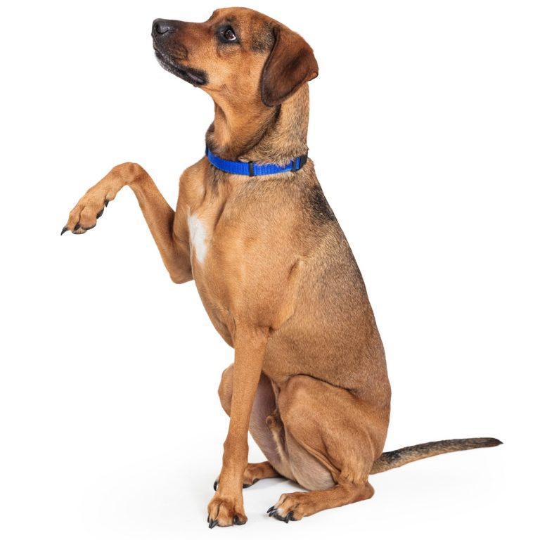 WeberPfoten - Hundeerziehung - Airedale Terrier