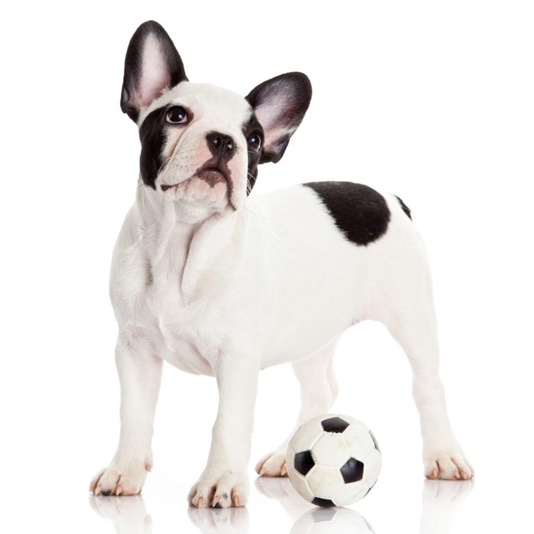 Französische Bulldogge Welpe - WeberPfoten