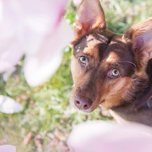 Das ist Shiva - Hütehund Mix aus Rumänien - unser WeberPfoten Maskottchen