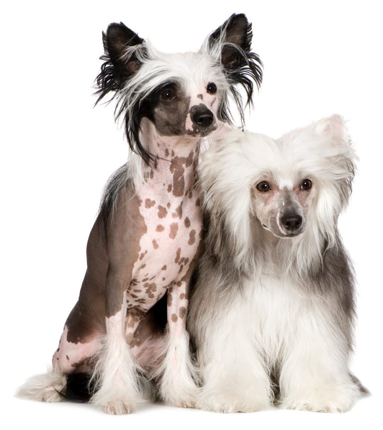 chinese-crested-hunde