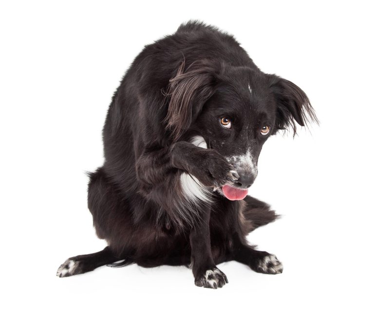 border-collie-mix-schämt-sich