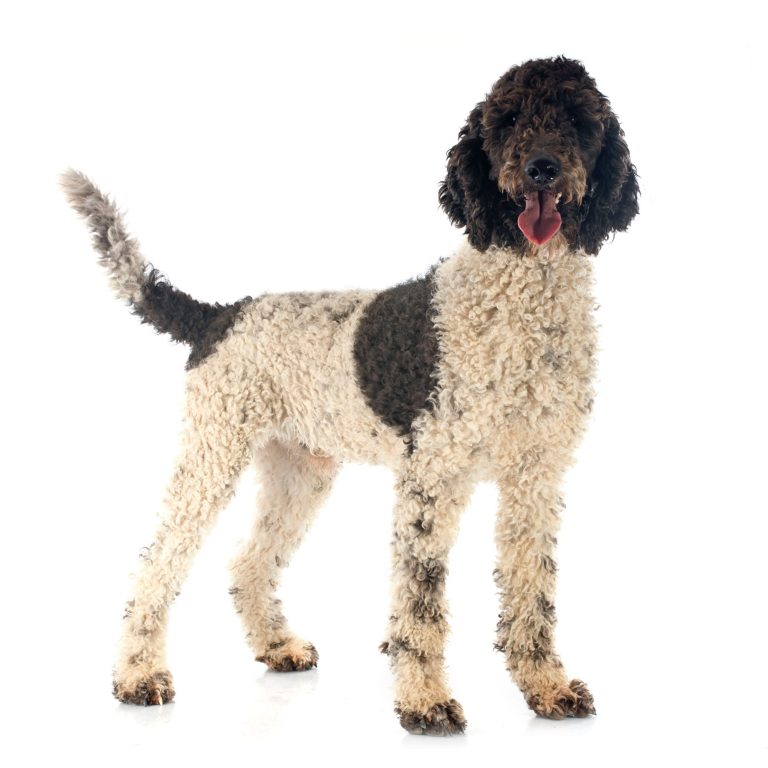 Portugiesischer Wasserhund - WeberPfoten