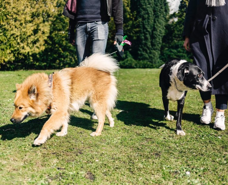 Social Walks - WeberPfoten