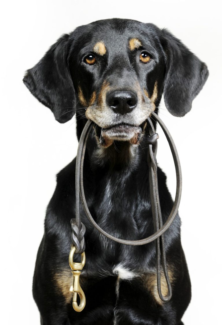 Schwarzer Hund hält Führleine in seinem Fang