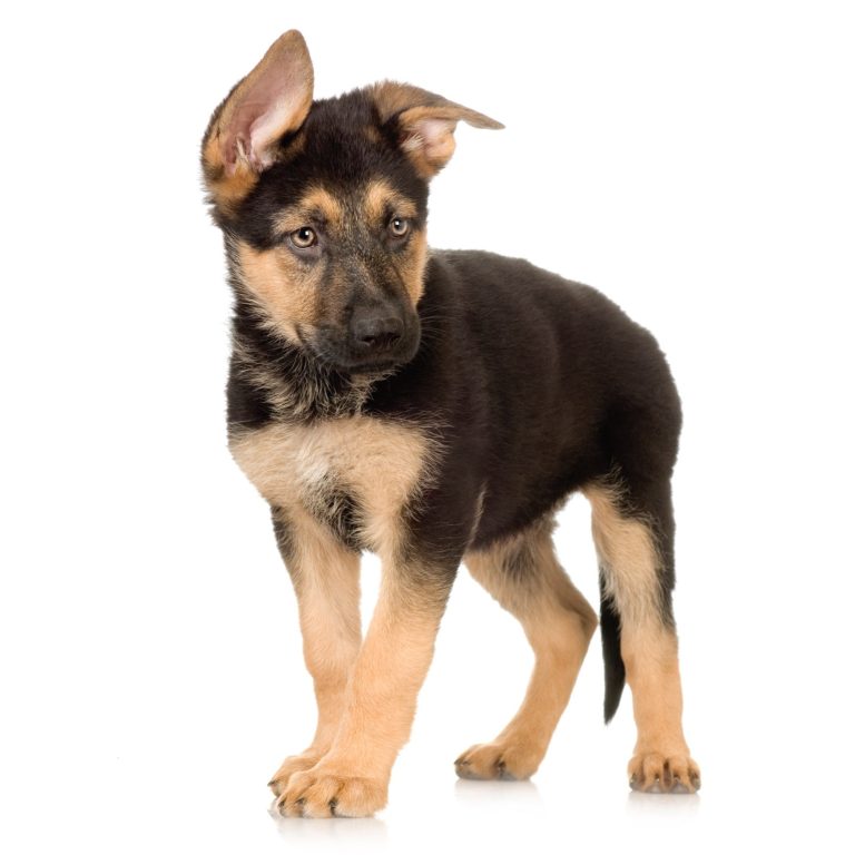 Deutscher Schäferhund Welpe