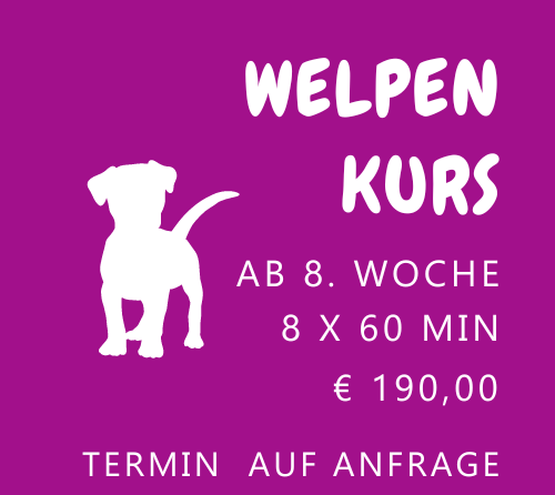 Harmonische Mensch-Hund Beziehung - High five - Süßer Frenchi und Besitzerin